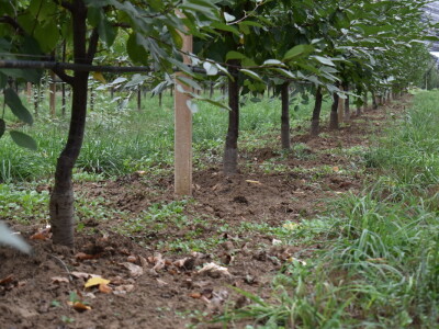 Podloge u voćarstvu