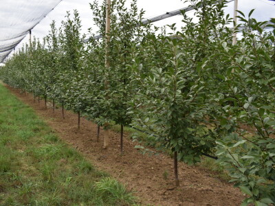 Podloge u voćarstvu