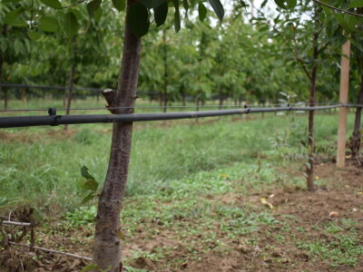 Podloge u voćarstvu