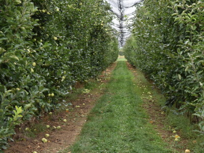 Podloge u voćarstvu