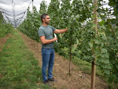 Podloge u voćarstvu