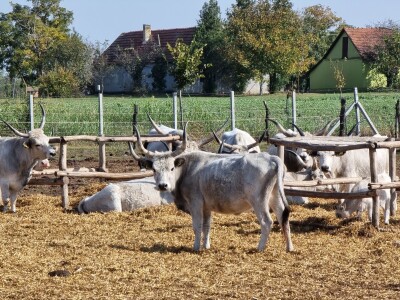 Podolska goveda, buše, racka ovca i konji na salašu Marka Tikvickog
