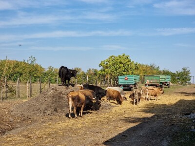 Podolska goveda, buše, racka ovca i konji na salašu Marka Tikvickog