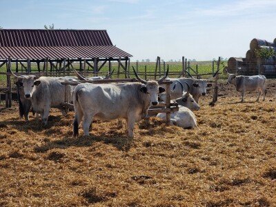 Podolska goveda, buše, racka ovca i konji na salašu Marka Tikvickog