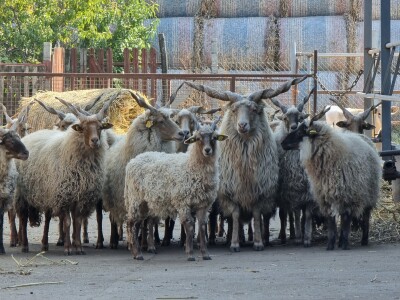 Podolska goveda, buše, racka ovca i konji na salašu Marka Tikvickog