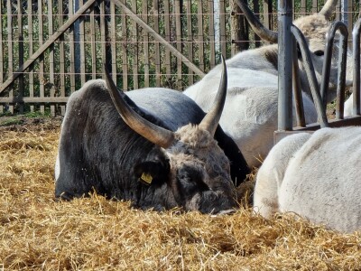 Podolska goveda, buše, racka ovca i konji na salašu Marka Tikvickog