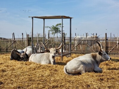 Podolska goveda, buše, racka ovca i konji na salašu Marka Tikvickog