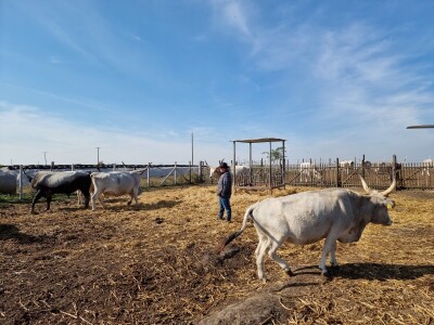 Podolska goveda, buše, racka ovca i konji na salašu Marka Tikvickog