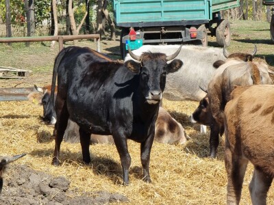 Podolska goveda, buše, racka ovca i konji na salašu Marka Tikvickog