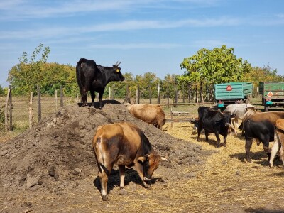 Podolska goveda, buše, racka ovca i konji na salašu Marka Tikvickog