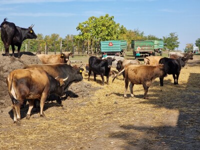 Podolska goveda, buše, racka ovca i konji na salašu Marka Tikvickog