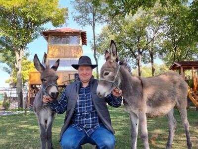 Podolska goveda, buše, racka ovca i konji na salašu Marka Tikvickog