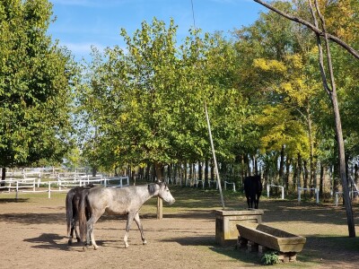 Podolska goveda, buše, racka ovca i konji na salašu Marka Tikvickog