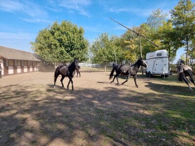 Podolska goveda, buše, racka ovca i konji na salašu Marka Tikvickog