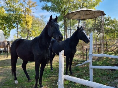 Podolska goveda, buše, racka ovca i konji na salašu Marka Tikvickog