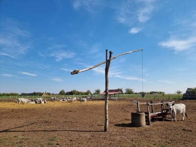 Podolska goveda, buše, racka ovca i konji na salašu Marka Tikvickog