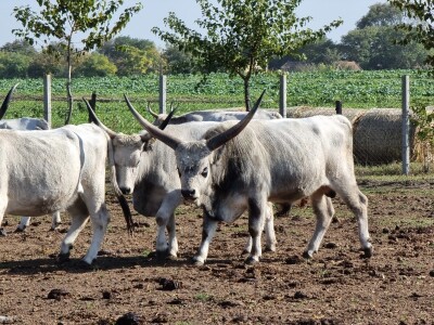 Podolska goveda, buše, racka ovca i konji na salašu Marka Tikvickog
