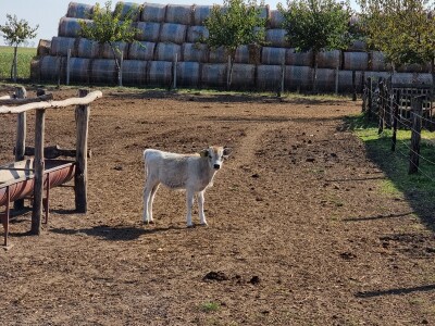 Podolska goveda, buše, racka ovca i konji na salašu Marka Tikvickog