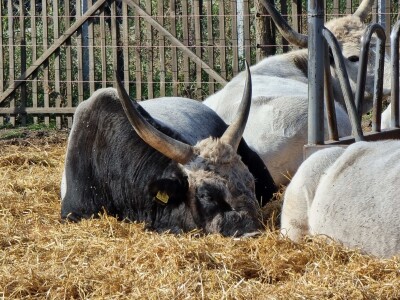 Podolska goveda, buše, racka ovca i konji na salašu Marka Tikvickog