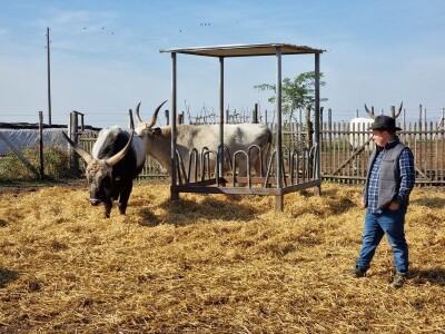 Podolska goveda, buše, racka ovca i konji na salašu Marka Tikvickog