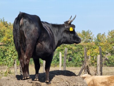 Podolska goveda, buše, racka ovca i konji na salašu Marka Tikvickog