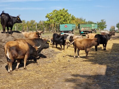 Podolska goveda, buše, racka ovca i konji na salašu Marka Tikvickog