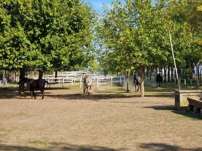 Podolska goveda, buše, racka ovca i konji na salašu Marka Tikvickog