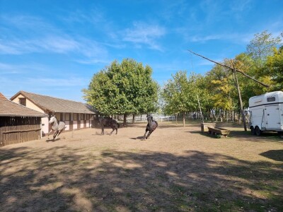 Podolska goveda, buše, racka ovca i konji na salašu Marka Tikvickog