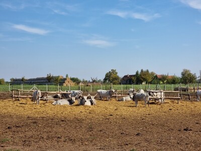 Podolska goveda, buše, racka ovca i konji na salašu Marka Tikvickog