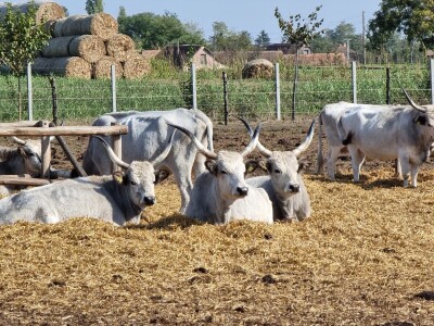 Podolska goveda, buše, racka ovca i konji na salašu Marka Tikvickog
