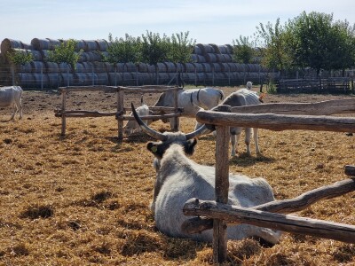 Podolska goveda, buše, racka ovca i konji na salašu Marka Tikvickog