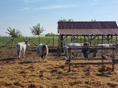 Podolska goveda, buše, racka ovca i konji na salašu Marka Tikvickog