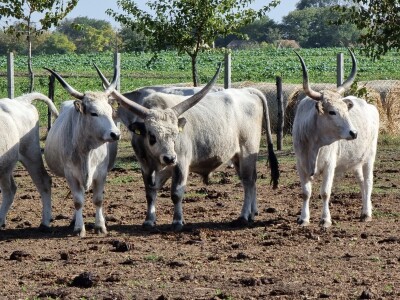 Podolska goveda, buše, racka ovca i konji na salašu Marka Tikvickog
