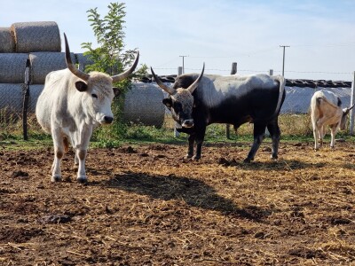 Podolska goveda, buše, racka ovca i konji na salašu Marka Tikvickog