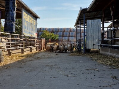 Podolska goveda, buše, racka ovca i konji na salašu Marka Tikvickog