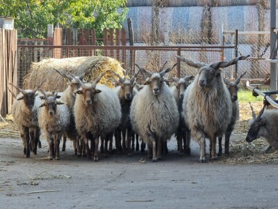 Podolska goveda, buše, racka ovca i konji na salašu Marka Tikvickog