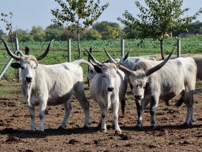 Podolska goveda, buše, racka ovca i konji na salašu Marka Tikvickog