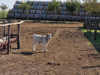 Podolska goveda, buše, racka ovca i konji na salašu Marka Tikvickog