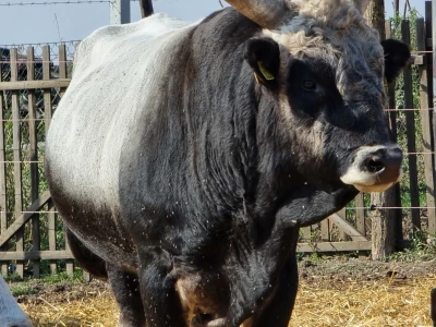 Podolska goveda, buše, racka ovca i konji na salašu Marka Tikvickog