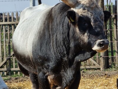 Podolska goveda, buše, racka ovca i konji na salašu Marka Tikvickog