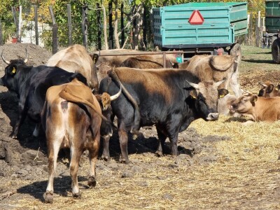 Podolska goveda, buše, racka ovca i konji na salašu Marka Tikvickog