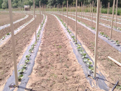 Parcela s povrćem za Podravku