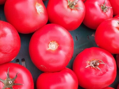 Podravka - kooperanti povrća