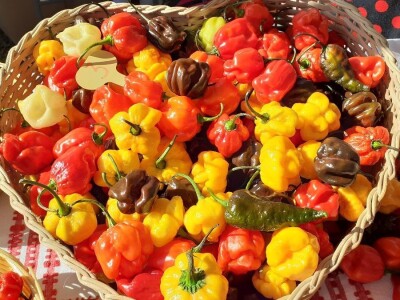 Podravka - kooperanti povrća