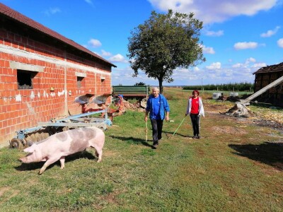 Podravski svinjogojci ugostili slovačke kolege - kod njih nema prakse klanja na OPG-u
