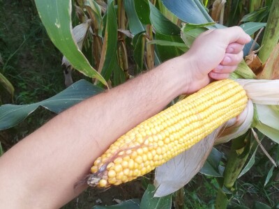 Podravski svinjogojci ugostili slovačke kolege - kod njih nema prakse klanja na OPG-u