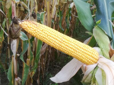 Podravski svinjogojci ugostili slovačke kolege - kod njih nema prakse klanja na OPG-u