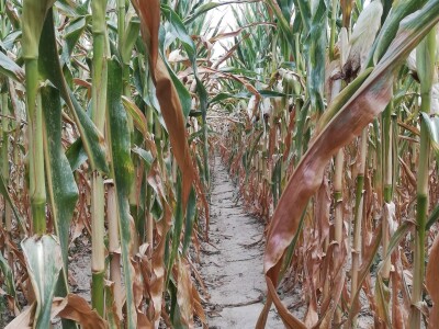 Podravski svinjogojci ugostili slovačke kolege - kod njih nema prakse klanja na OPG-u