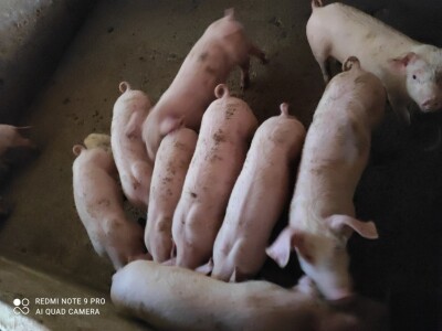 Podravski svinjogojci ugostili slovačke kolege - kod njih nema prakse klanja na OPG-u