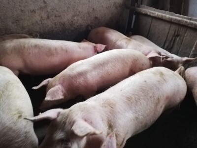 Podravski svinjogojci ugostili slovačke kolege - kod njih nema prakse klanja na OPG-u